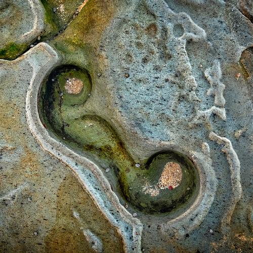 Seahorse by the sea