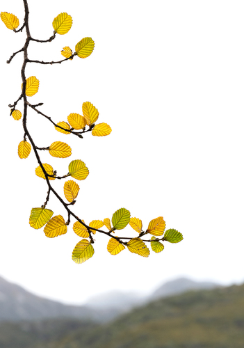 Autumn Leaves