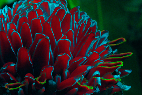 Magic Flower