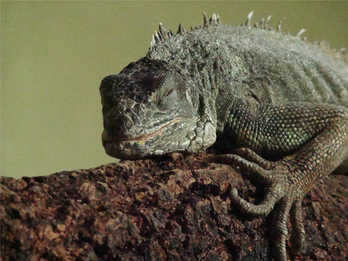 Iguana