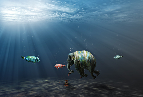 stranger in the sea
