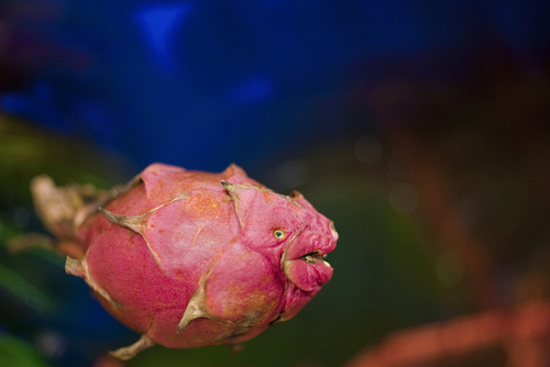 Vega Fish