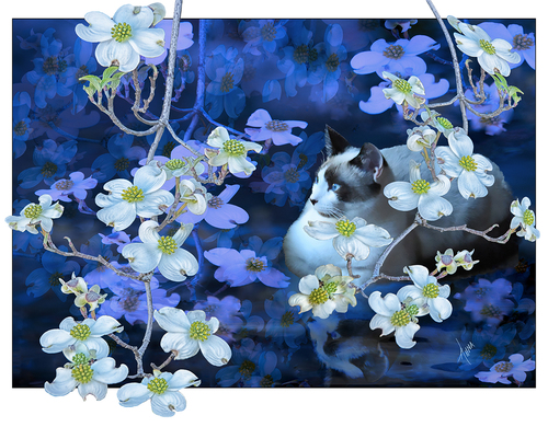 Kitty in Dogwood