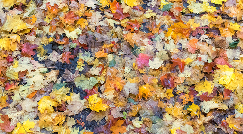 Maple Leaf Mosaic