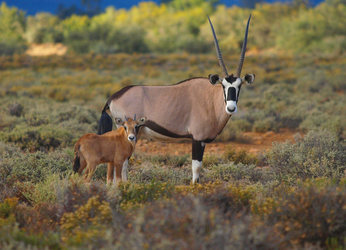 Springboks Gazing