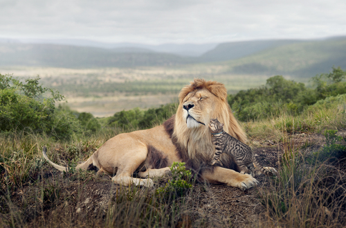 Grooming