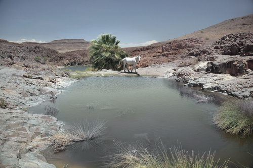white horse, namibia