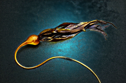 kelp