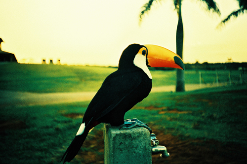 Brazil Toco Toucan
