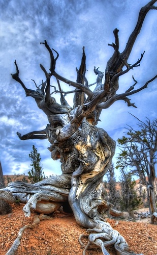 The Enchanted Forest