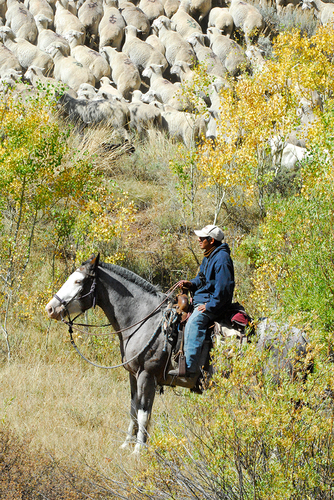 Wyoming Roundup
