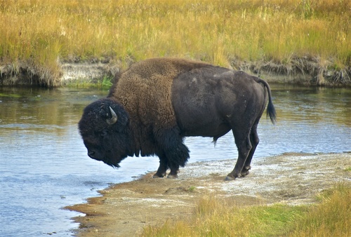 American Bison