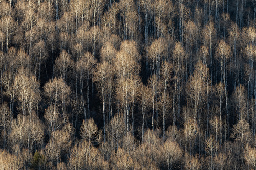 When The Leaves Are Gone