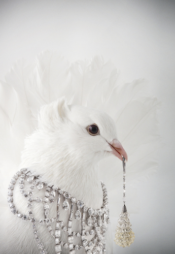 Tatler Pigeon