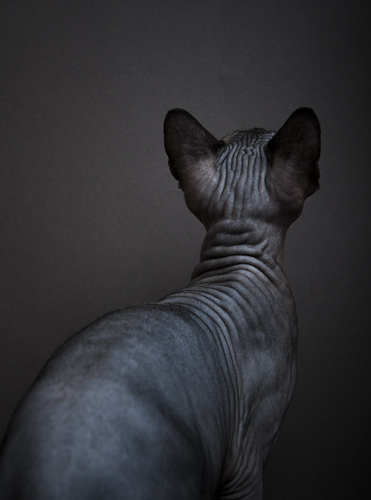 Sphinx cat #1