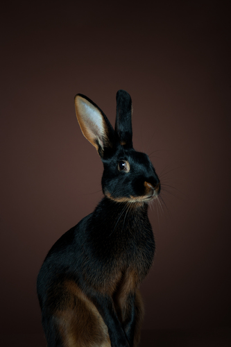 Belgian Hare