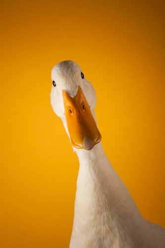 White Campbell Drake