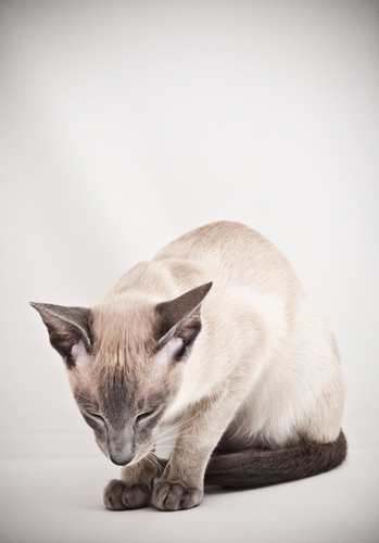 Kat's cat #1
