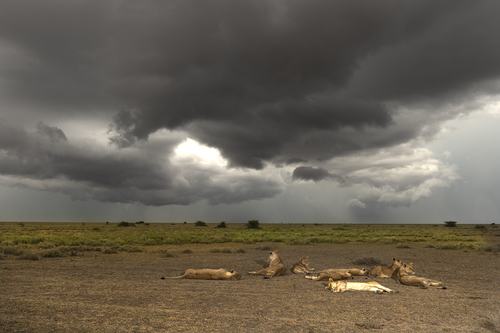 Lions Pride Landscape