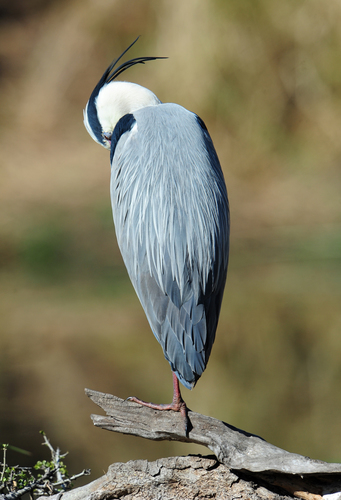 Lazy Bird