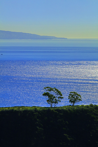 View of Trees, Las Flores Canyon 02