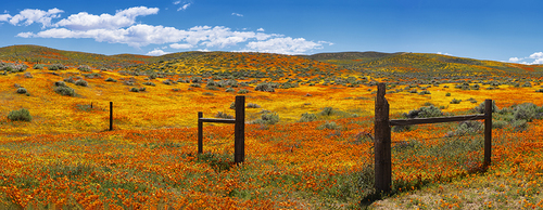 California Superbloom