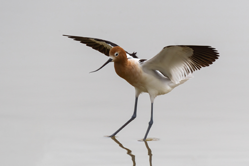 American Avocet