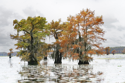 Caddo Lake, Texas