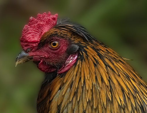 Rooster