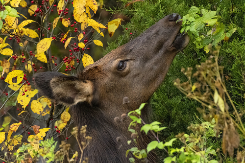 Elk