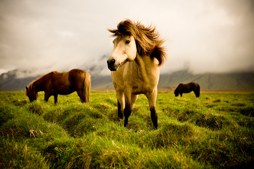 Icelandic Horses