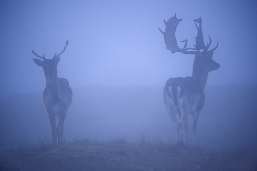 Fallow deer
