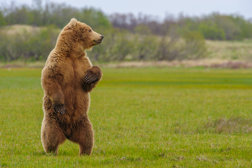 Bear#4