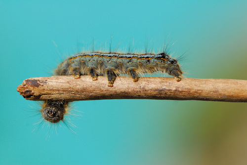 Caterpillar