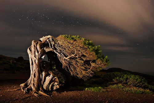 rooked tree