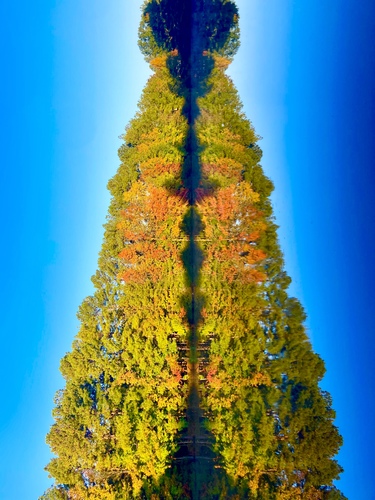 Symmetree