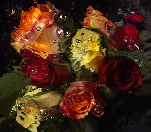 Water colour roses