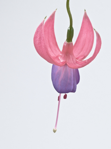 Fuchsia