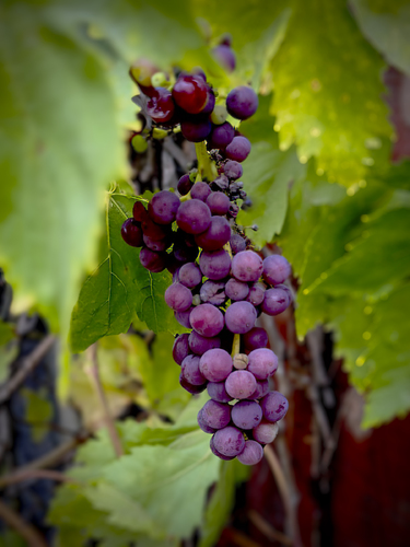 Fall Harvest