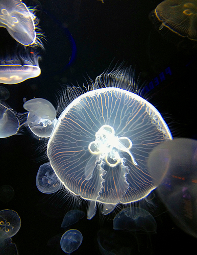 Electric Jellyfish