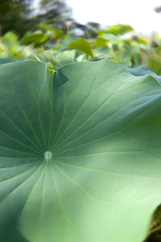 Lotus-Study4