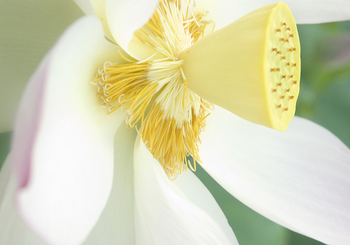 Sprayed Stamen