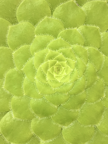 Succulent