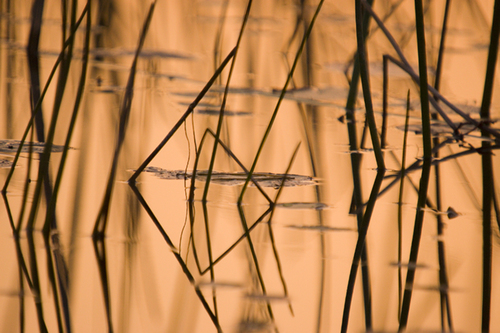 Papyrus Reflections