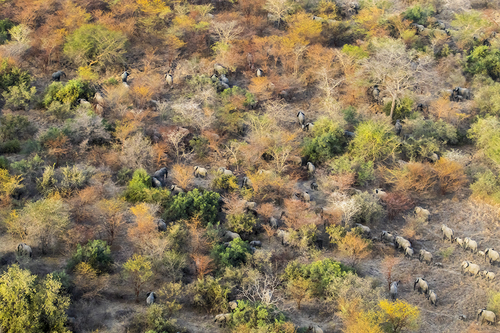 Elephant Maze