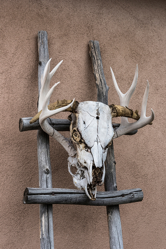 Two Skulls