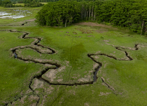 Estuary with Deer Trail