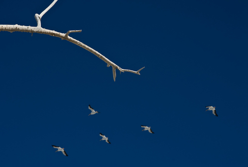 Pelicans
