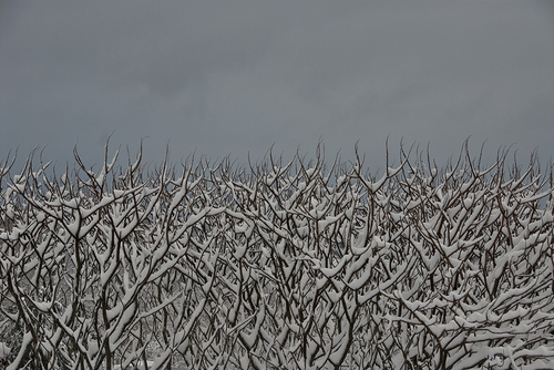 Sumac and Snow
