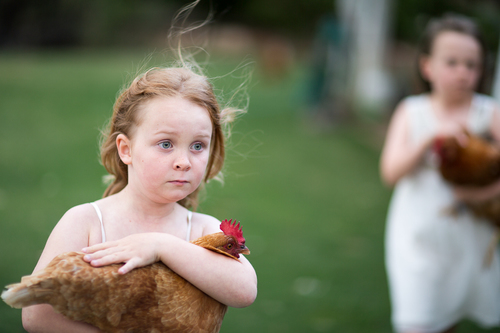Alice's Hen